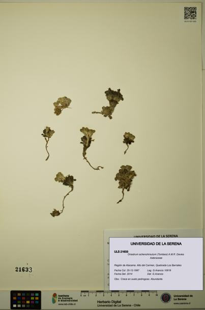 Oriastrum achenohirsutum [Espécimen: ULS:ULS:0021633]
