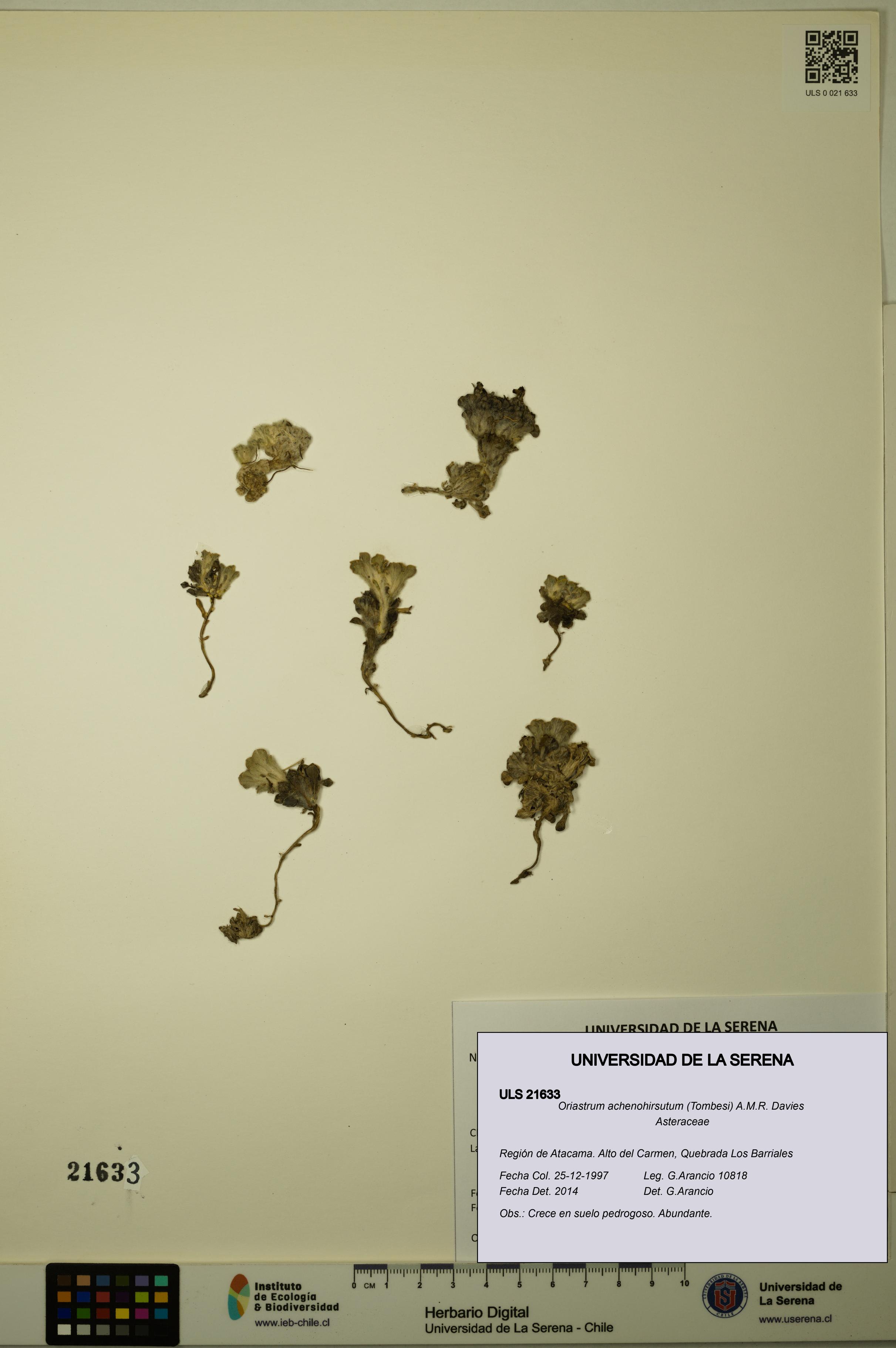 Oriastrum achenohirsutum [Espécimen: ULS:ULS:0021633]