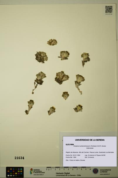 Oriastrum achenohirsutum [Espécimen: ULS:ULS:0021634]