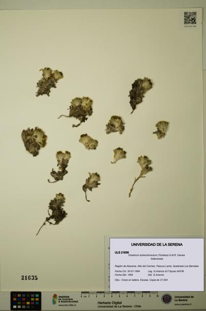 Oriastrum achenohirsutum [Espécimen: ULS:ULS:0021635]