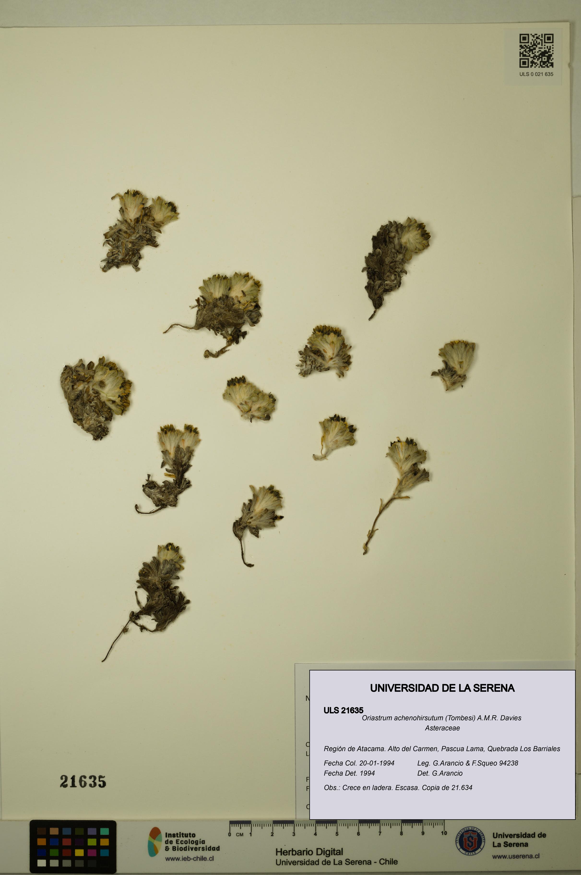 Oriastrum achenohirsutum [Espécimen: ULS:ULS:0021635]
