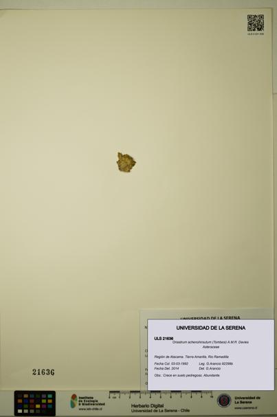 Oriastrum achenohirsutum [Espécimen: ULS:ULS:0021636]