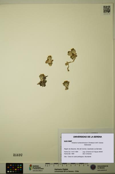 Oriastrum achenohirsutum [Espécimen: ULS:ULS:0021637]