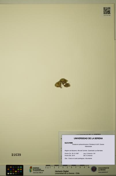 Oriastrum achenohirsutum [Espécimen: ULS:ULS:0021639]