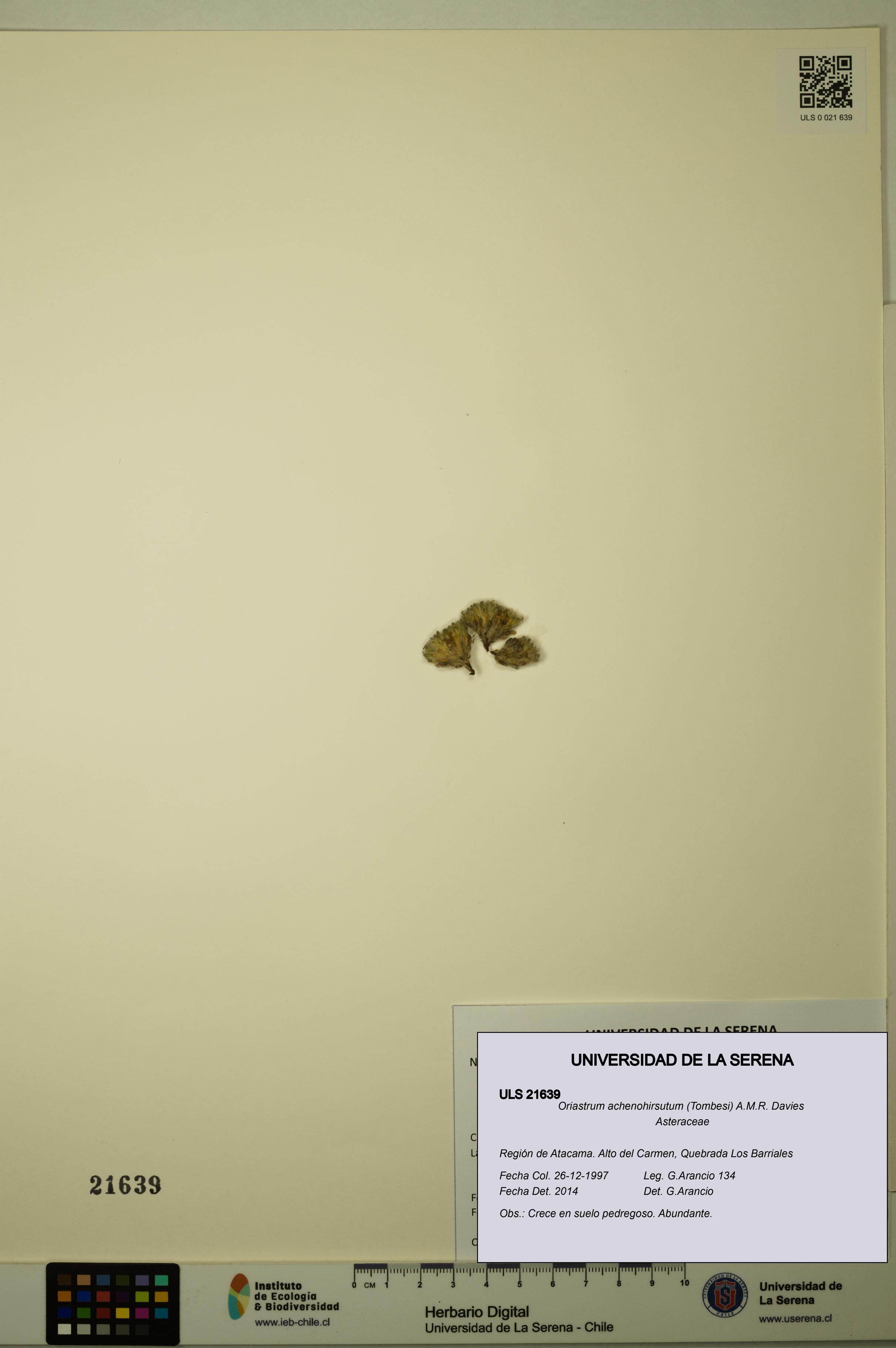 Oriastrum achenohirsutum [Espécimen: ULS:ULS:0021639]