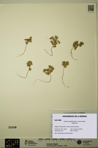 Oriastrum gnaphalioides [Espécimen: ULS:ULS:0021640]