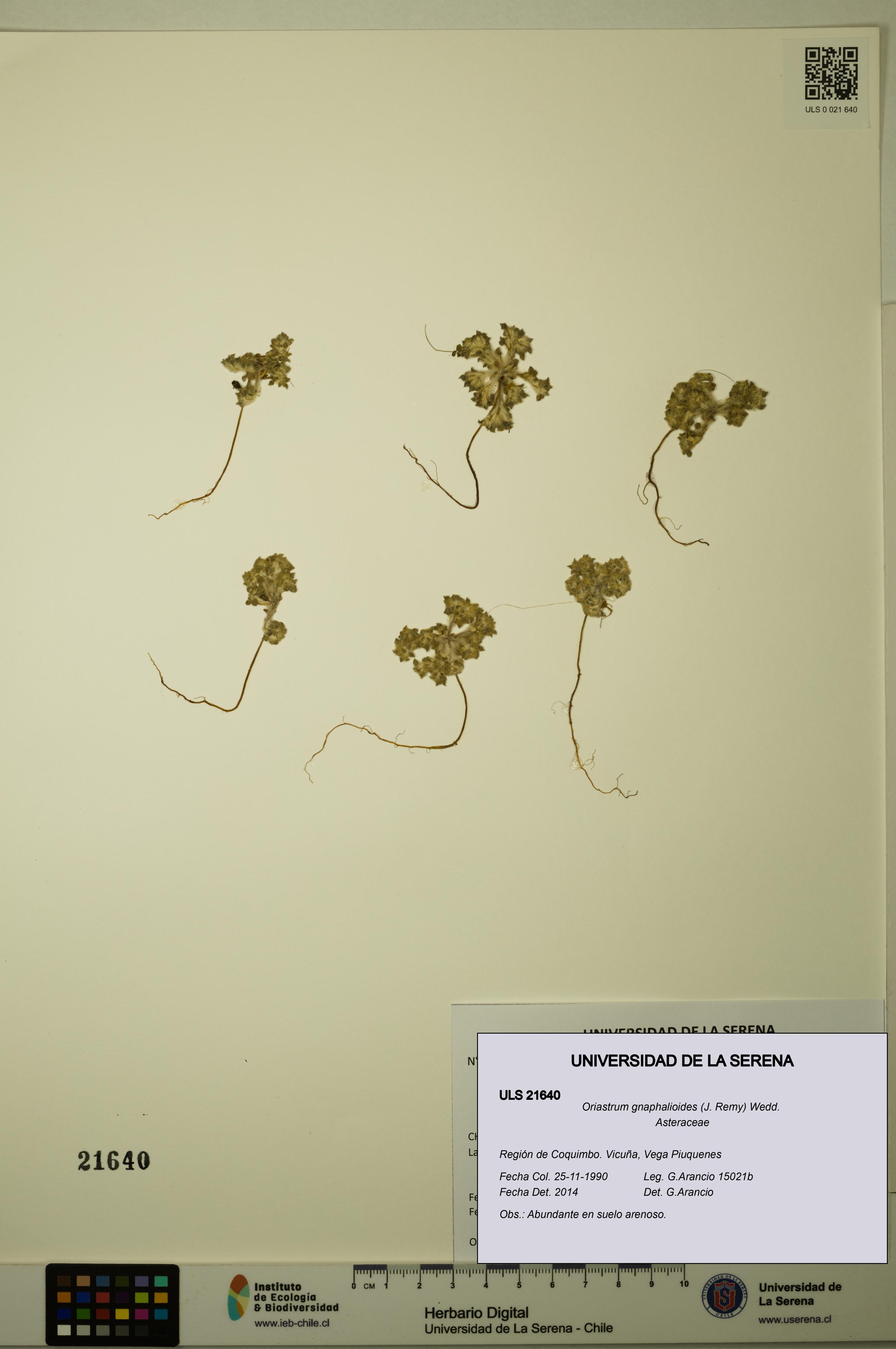 Oriastrum gnaphalioides [Espécimen: ULS:ULS:0021640]