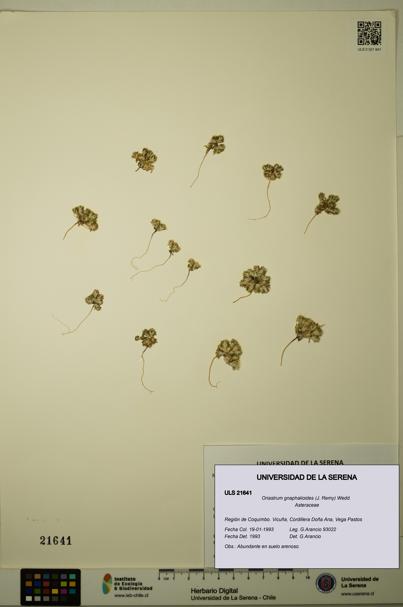 Oriastrum gnaphalioides [Espécimen: ULS:ULS:0021641]