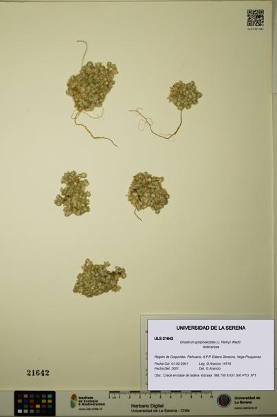 Oriastrum gnaphalioides [Espécimen: ULS:ULS:0021642]