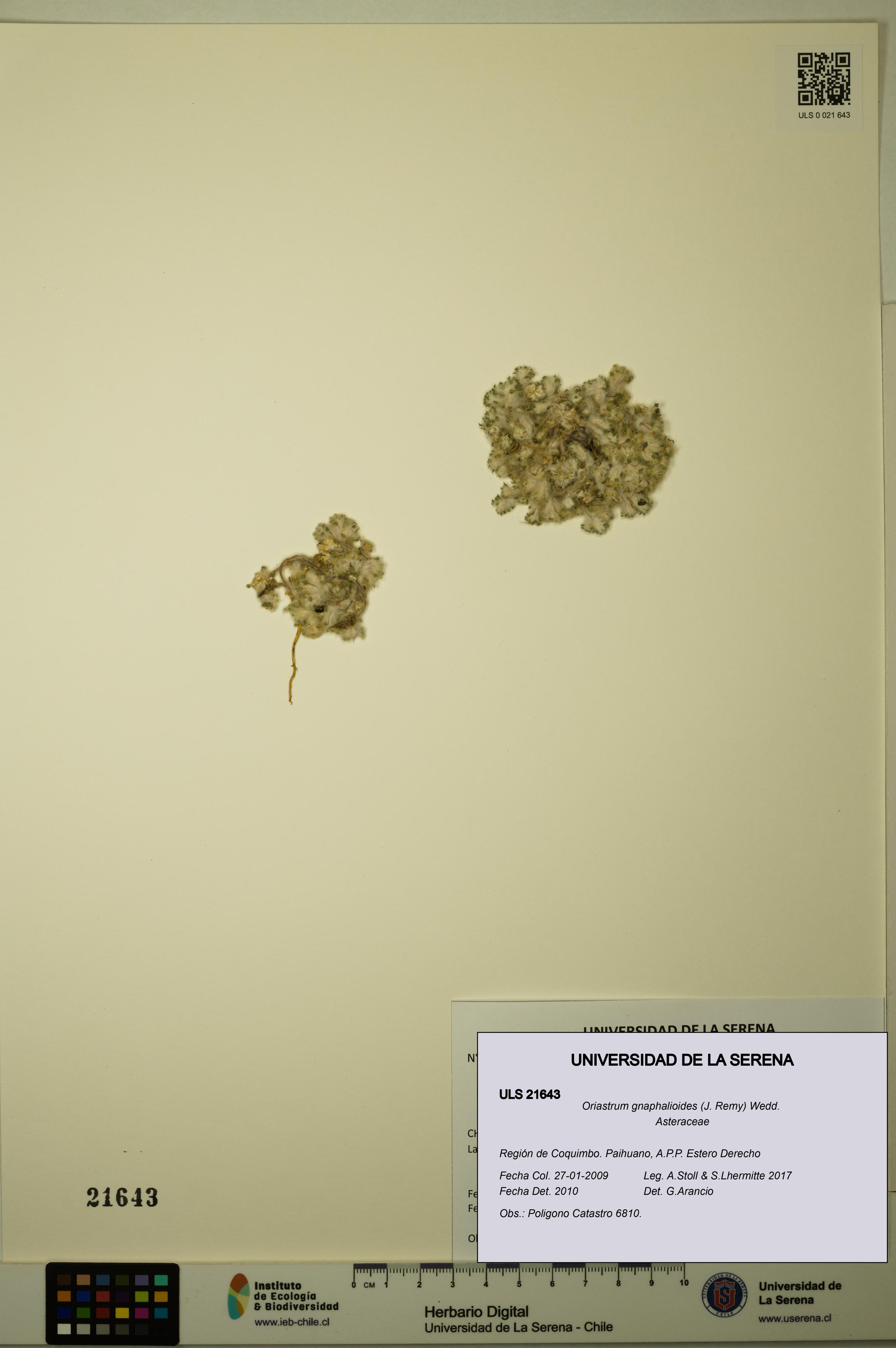 Oriastrum gnaphalioides [Espécimen: ULS:ULS:0021643]