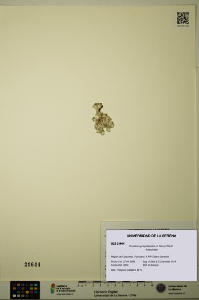 Oriastrum gnaphalioides [Espécimen: ULS:ULS:0021644]