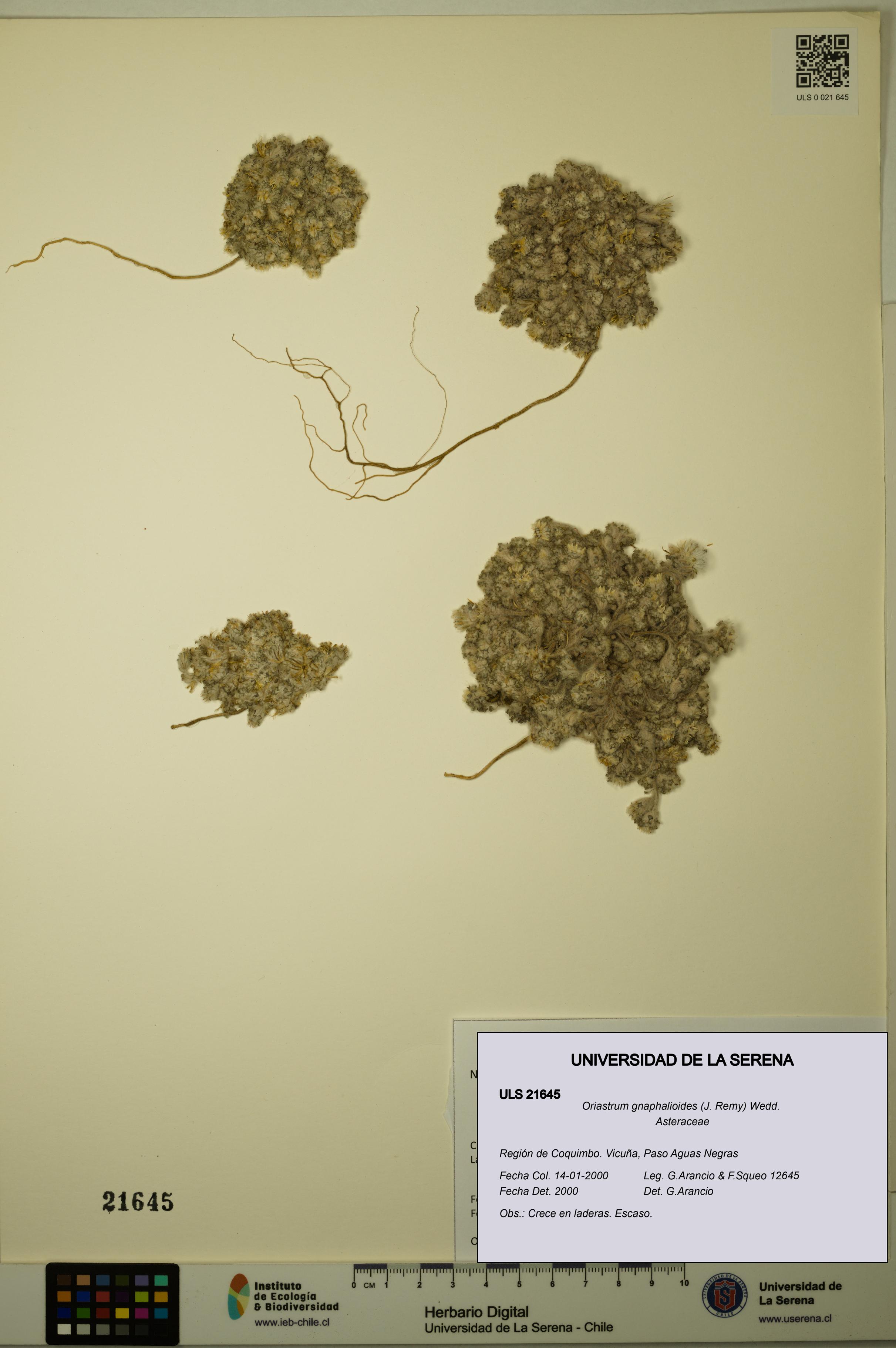 Oriastrum gnaphalioides [Espécimen: ULS:ULS:0021645]