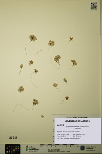 Oriastrum gnaphalioides [Espécimen: ULS:ULS:0021646]
