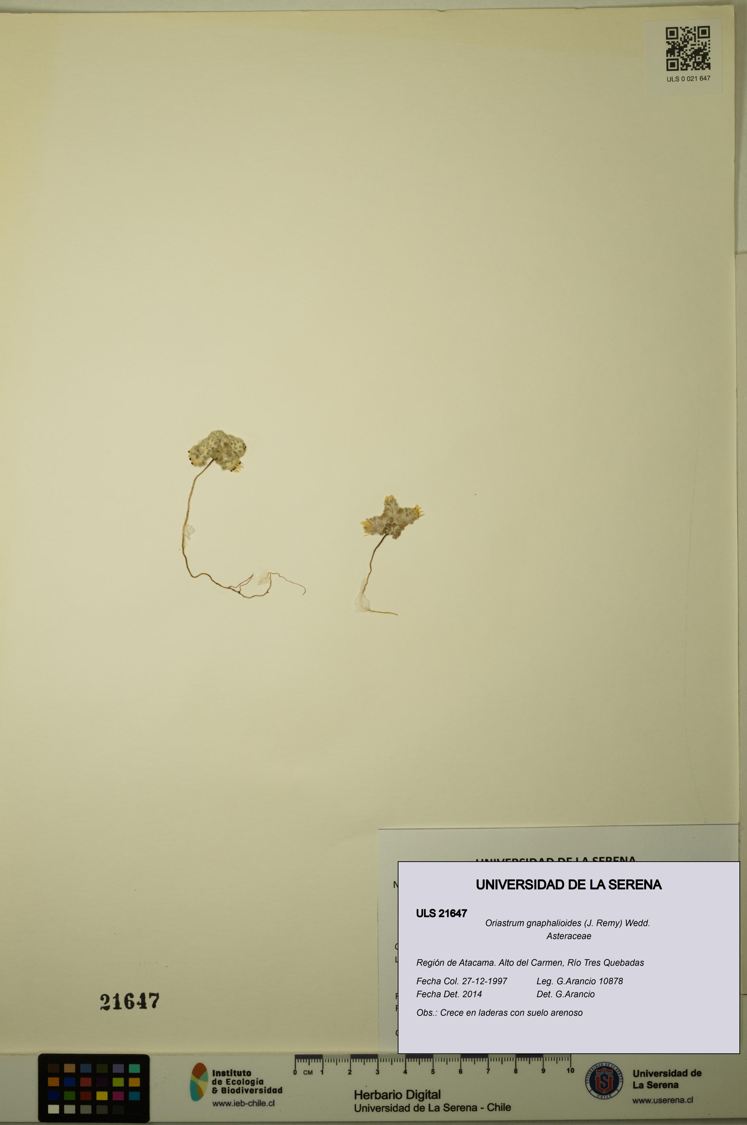 Oriastrum gnaphalioides [Espécimen: ULS:ULS:0021647]