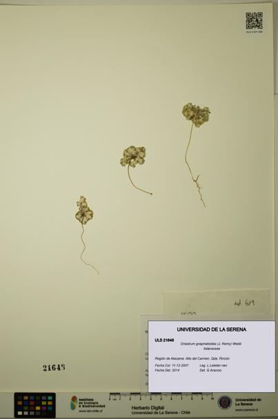 Oriastrum gnaphalioides [Espécimen: ULS:ULS:0021648]