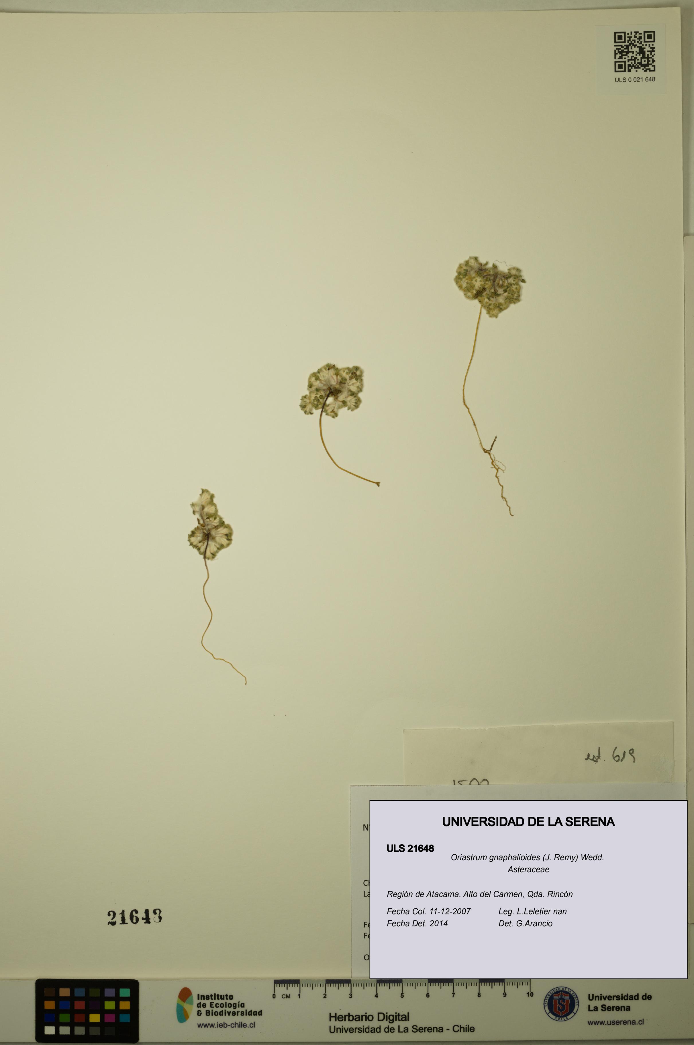 Oriastrum gnaphalioides [Espécimen: ULS:ULS:0021648]
