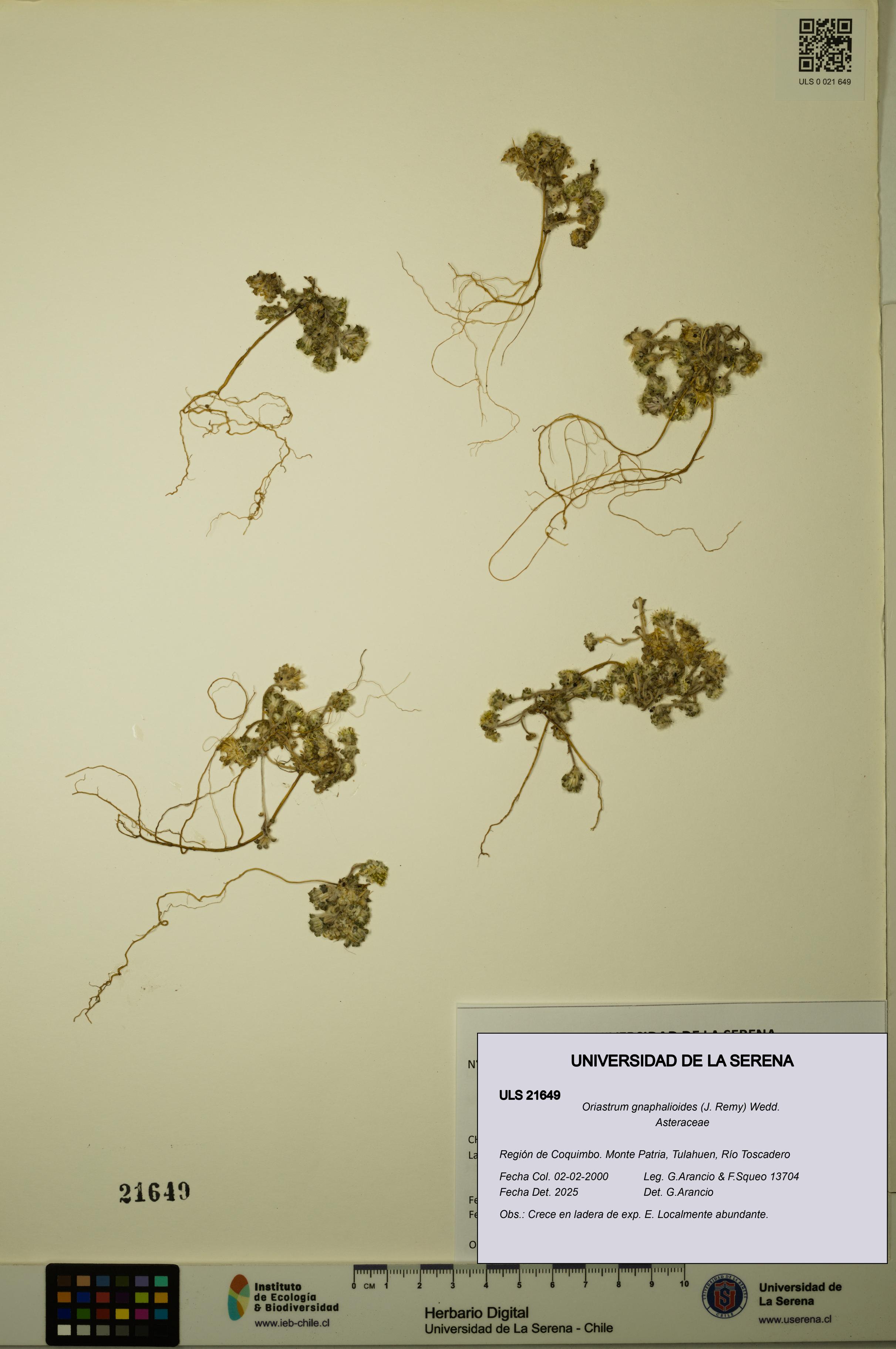 Oriastrum gnaphalioides [Espécimen: ULS:ULS:0021649]