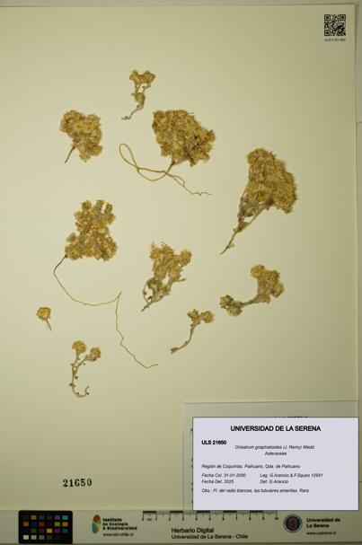 Oriastrum gnaphalioides [Espécimen: ULS:ULS:0021650]