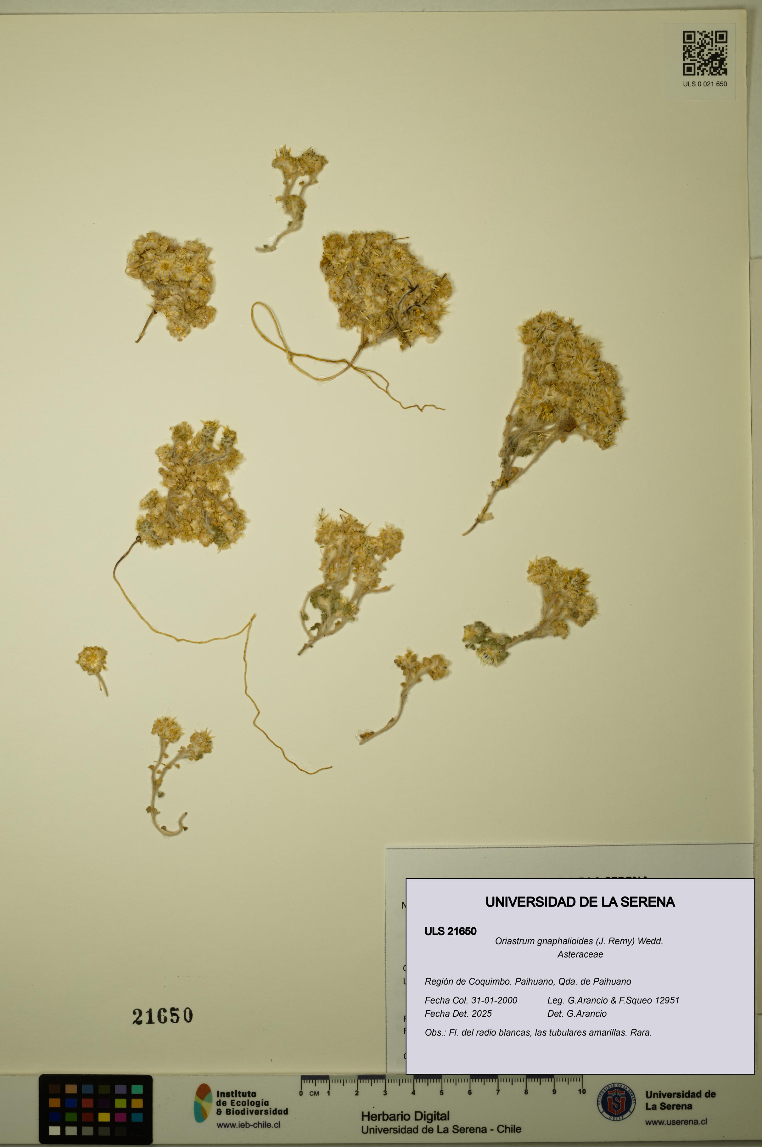 Oriastrum gnaphalioides [Espécimen: ULS:ULS:0021650]