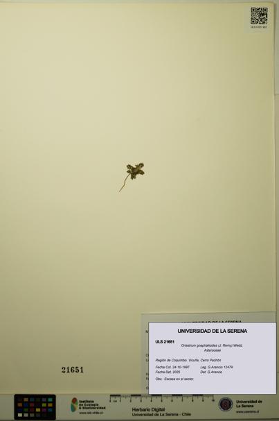 Oriastrum gnaphalioides [Espécimen: ULS:ULS:0021651]