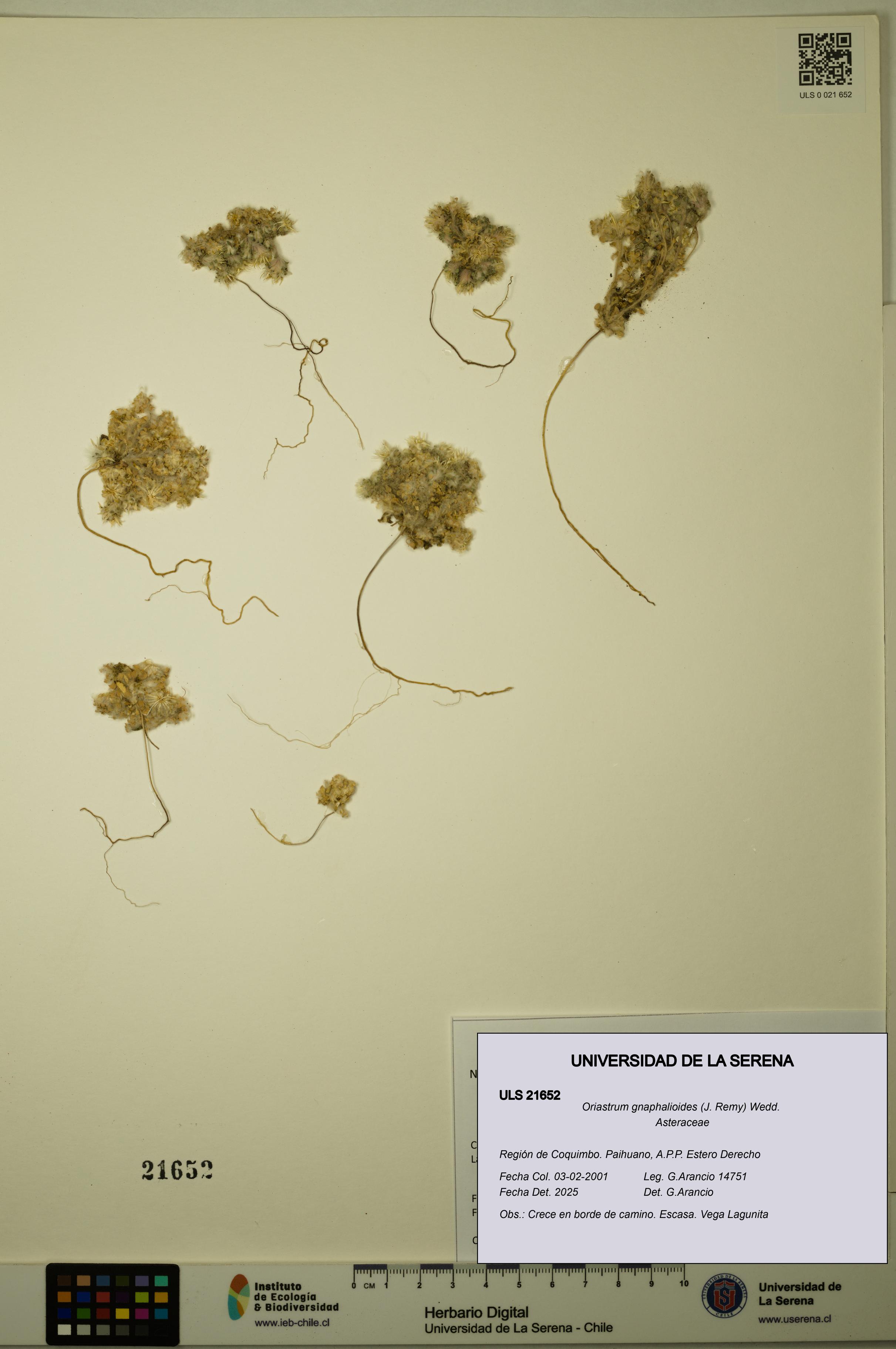 Oriastrum gnaphalioides [Espécimen: ULS:ULS:0021652]