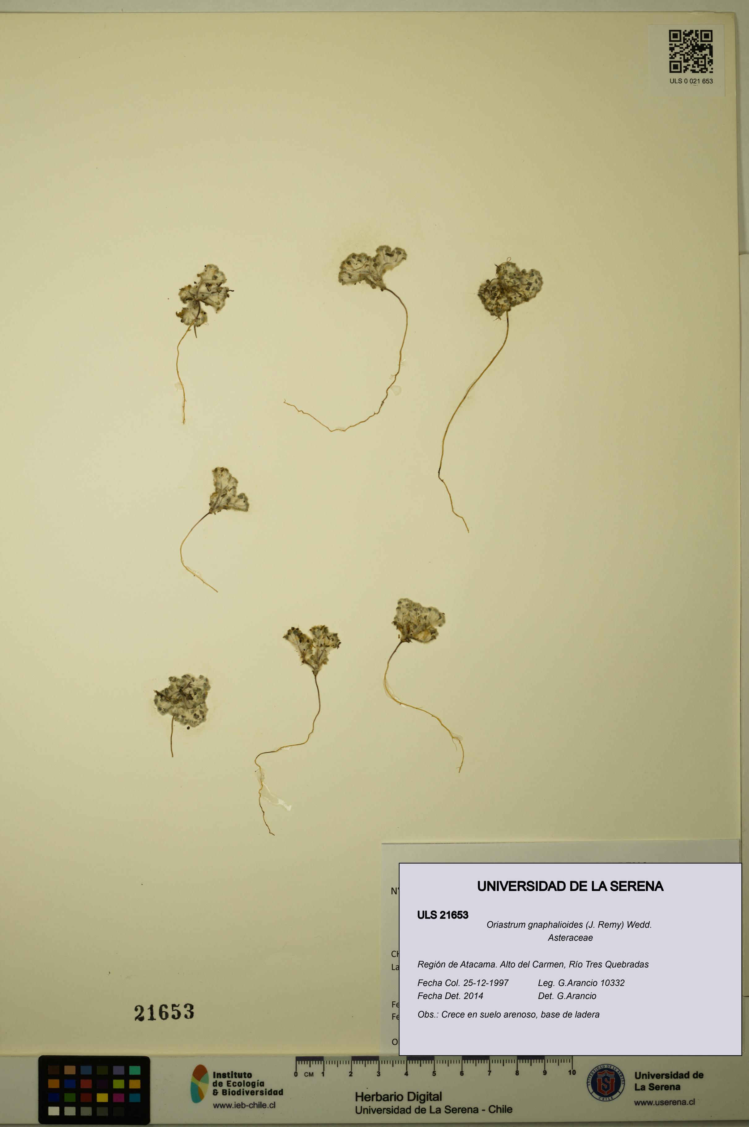 Oriastrum gnaphalioides [Espécimen: ULS:ULS:0021653]