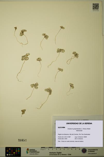 Oriastrum gnaphalioides [Espécimen: ULS:ULS:0021654]