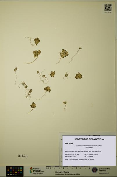 Oriastrum gnaphalioides [Espécimen: ULS:ULS:0021655]