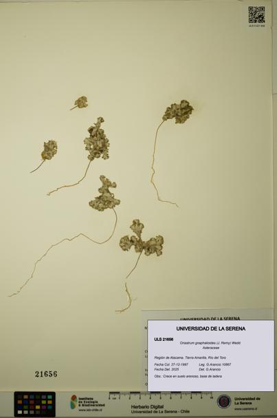 Oriastrum gnaphalioides [Espécimen: ULS:ULS:0021656]