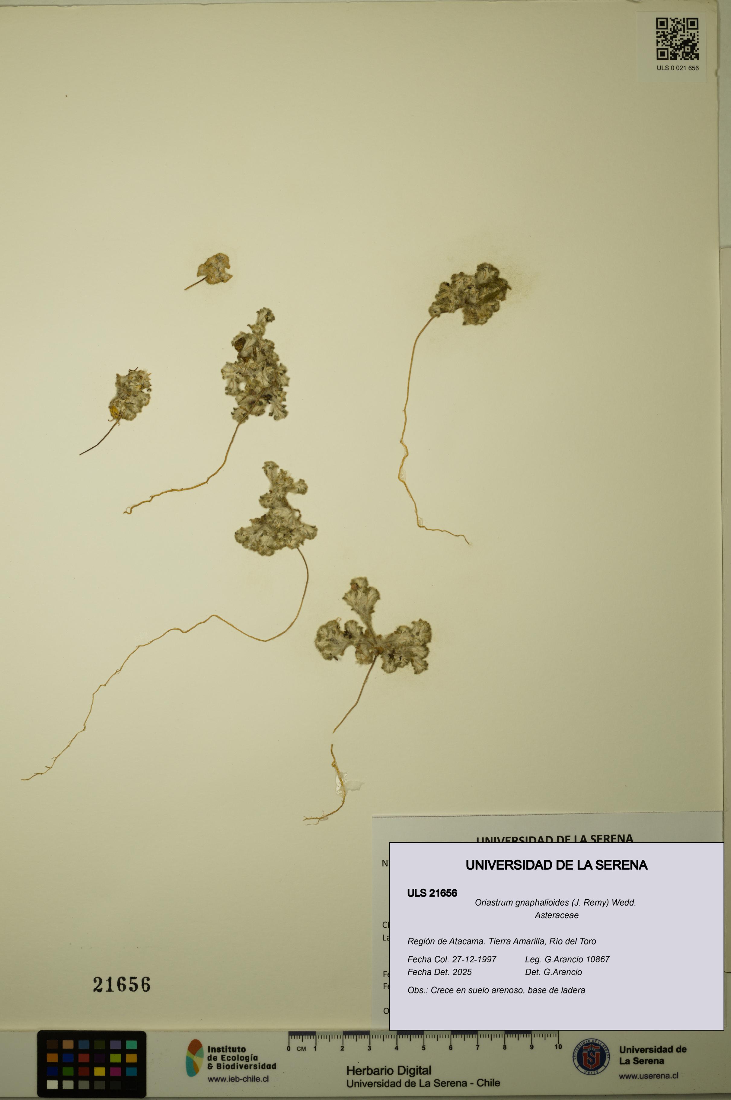 Oriastrum gnaphalioides [Espécimen: ULS:ULS:0021656]