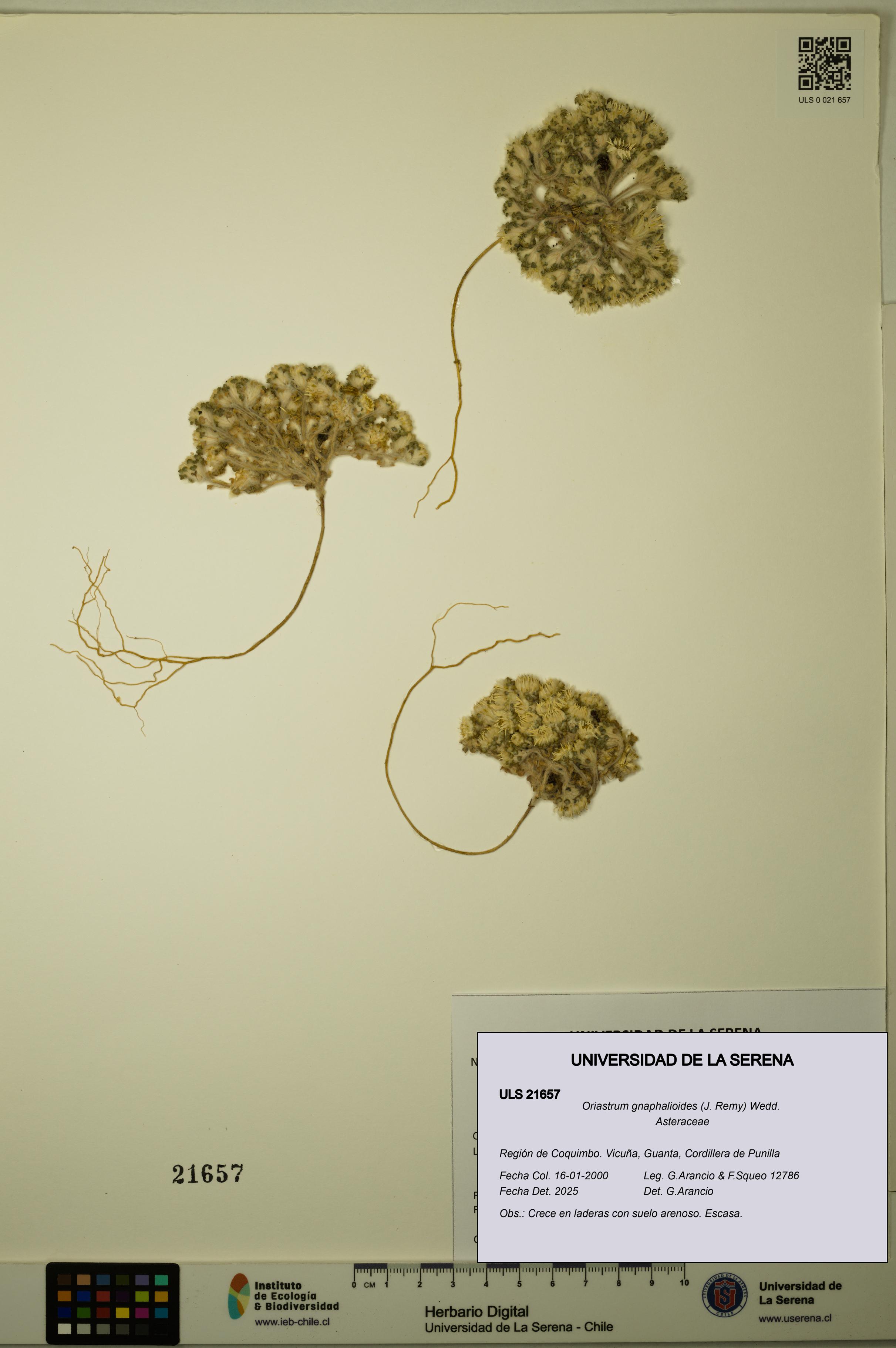Oriastrum gnaphalioides [Espécimen: ULS:ULS:0021657]