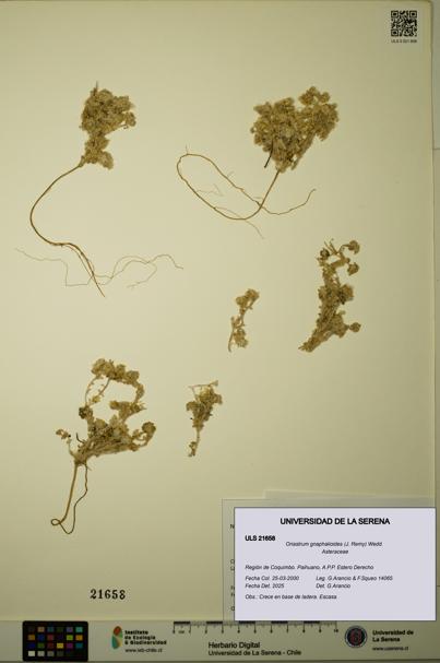 Oriastrum gnaphalioides [Espécimen: ULS:ULS:0021658]