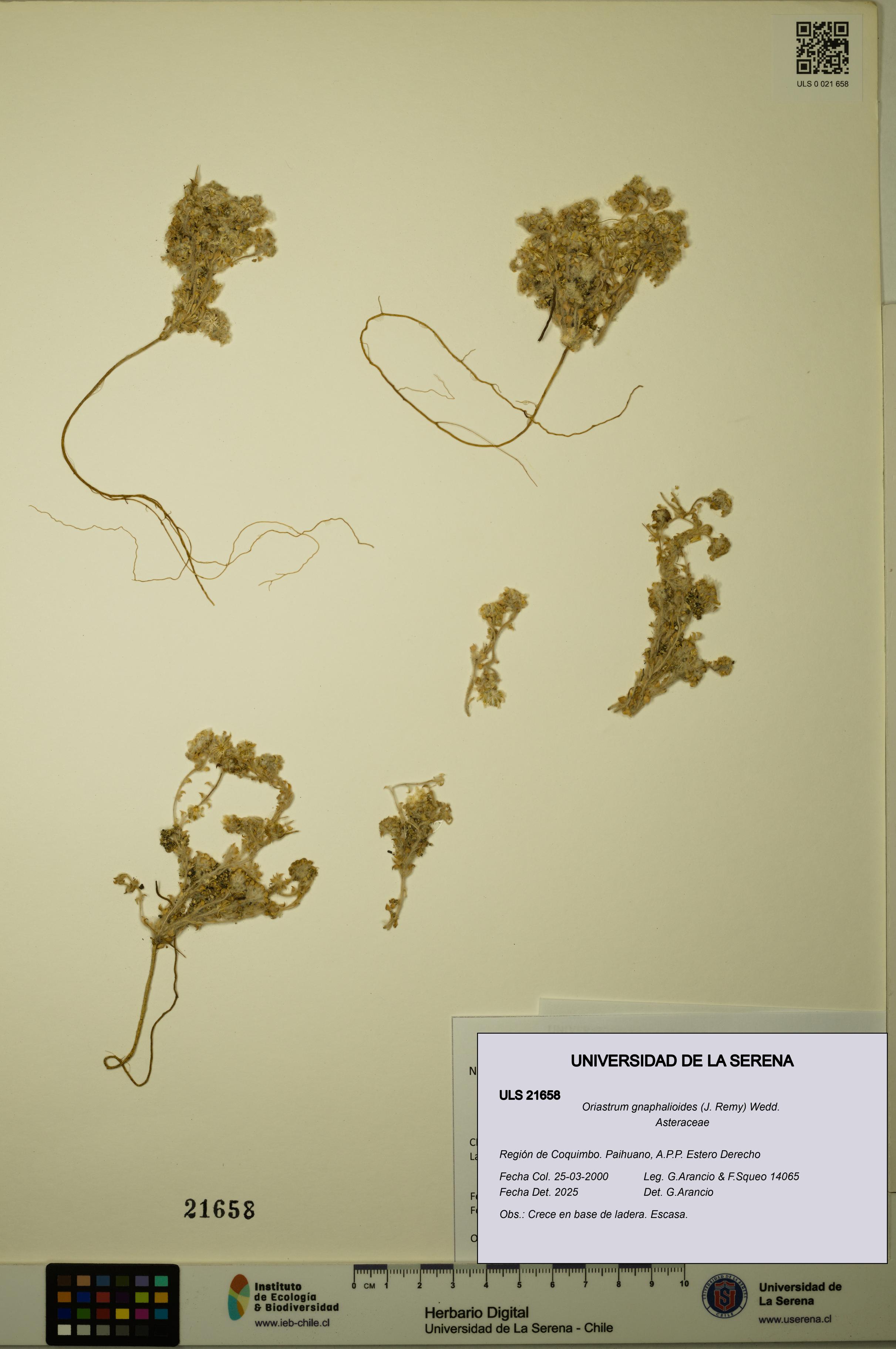 Oriastrum gnaphalioides [Espécimen: ULS:ULS:0021658]