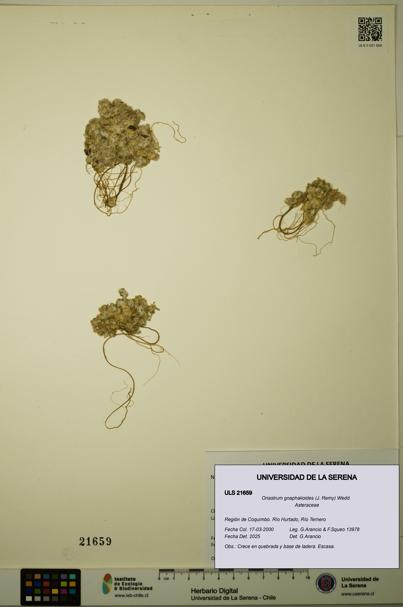 Oriastrum gnaphalioides [Espécimen: ULS:ULS:0021659]