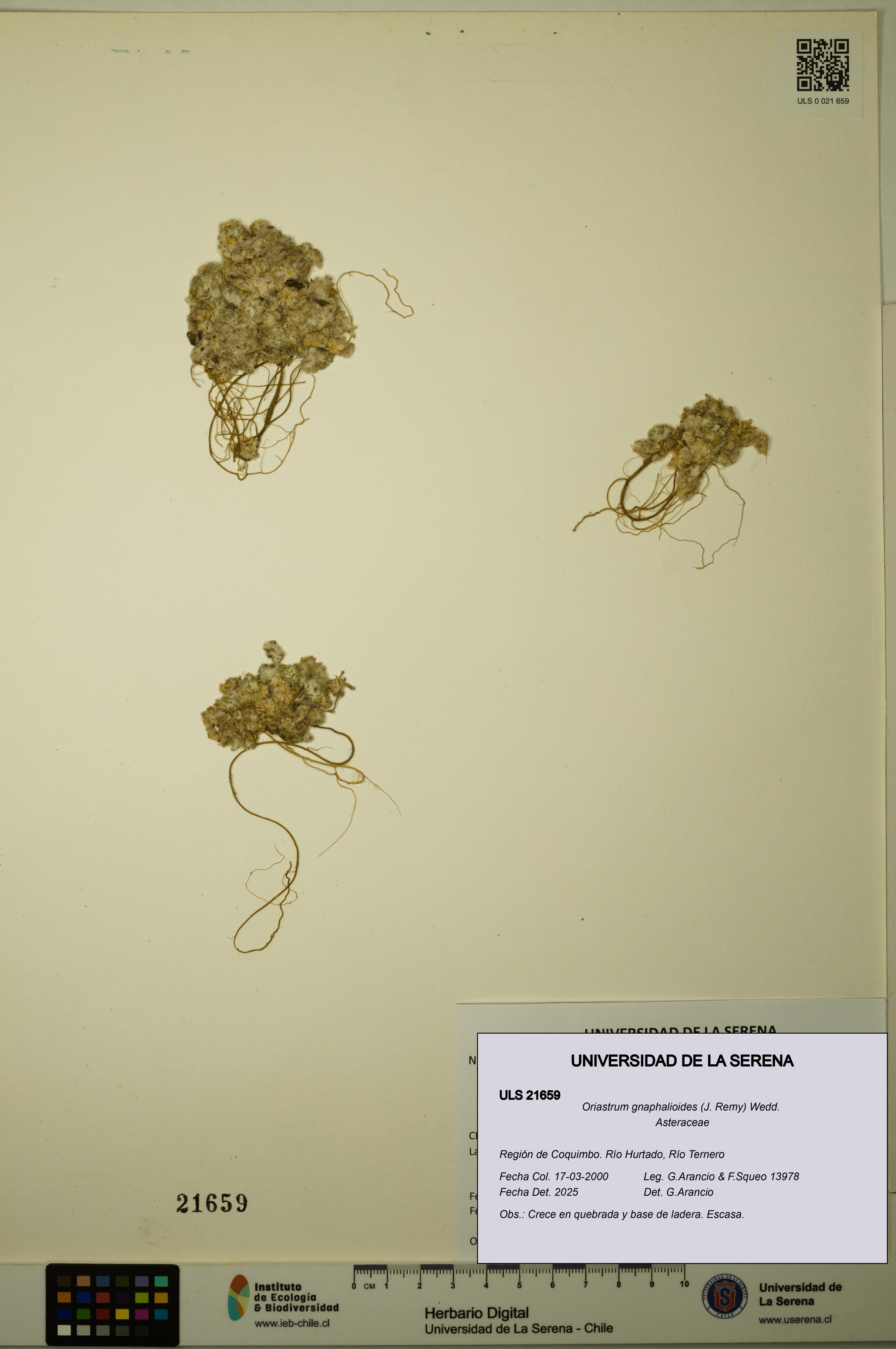 Oriastrum gnaphalioides [Espécimen: ULS:ULS:0021659]