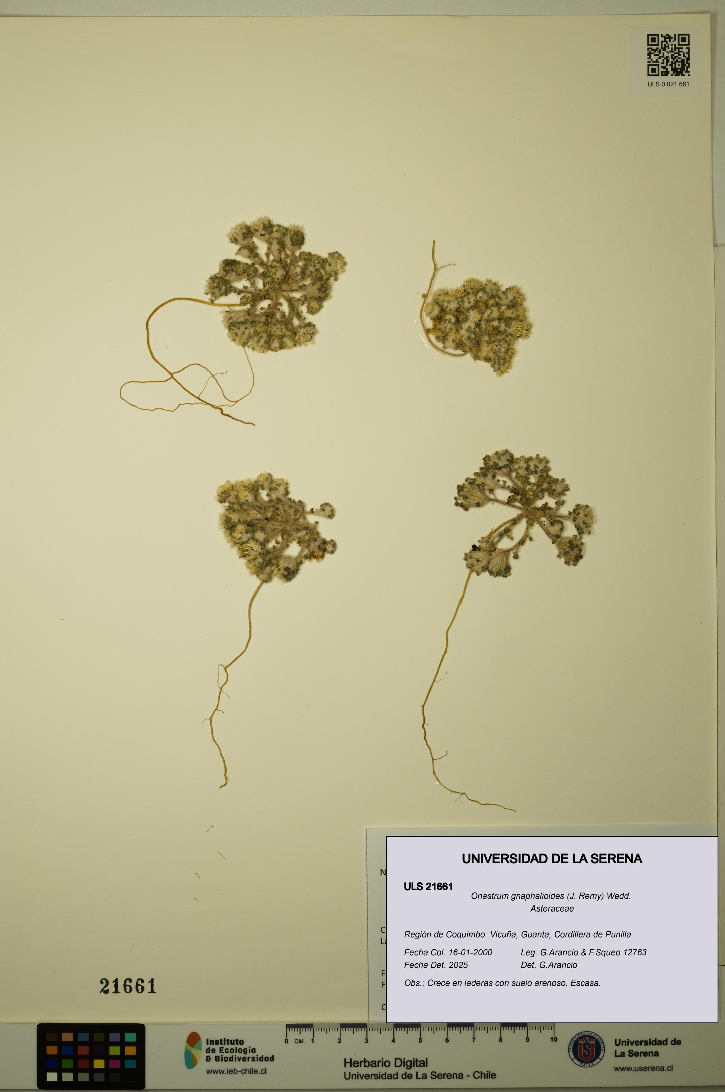Oriastrum gnaphalioides [Espécimen: ULS:ULS:0021661]