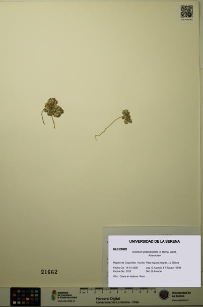 Oriastrum gnaphalioides [Espécimen: ULS:ULS:0021662]