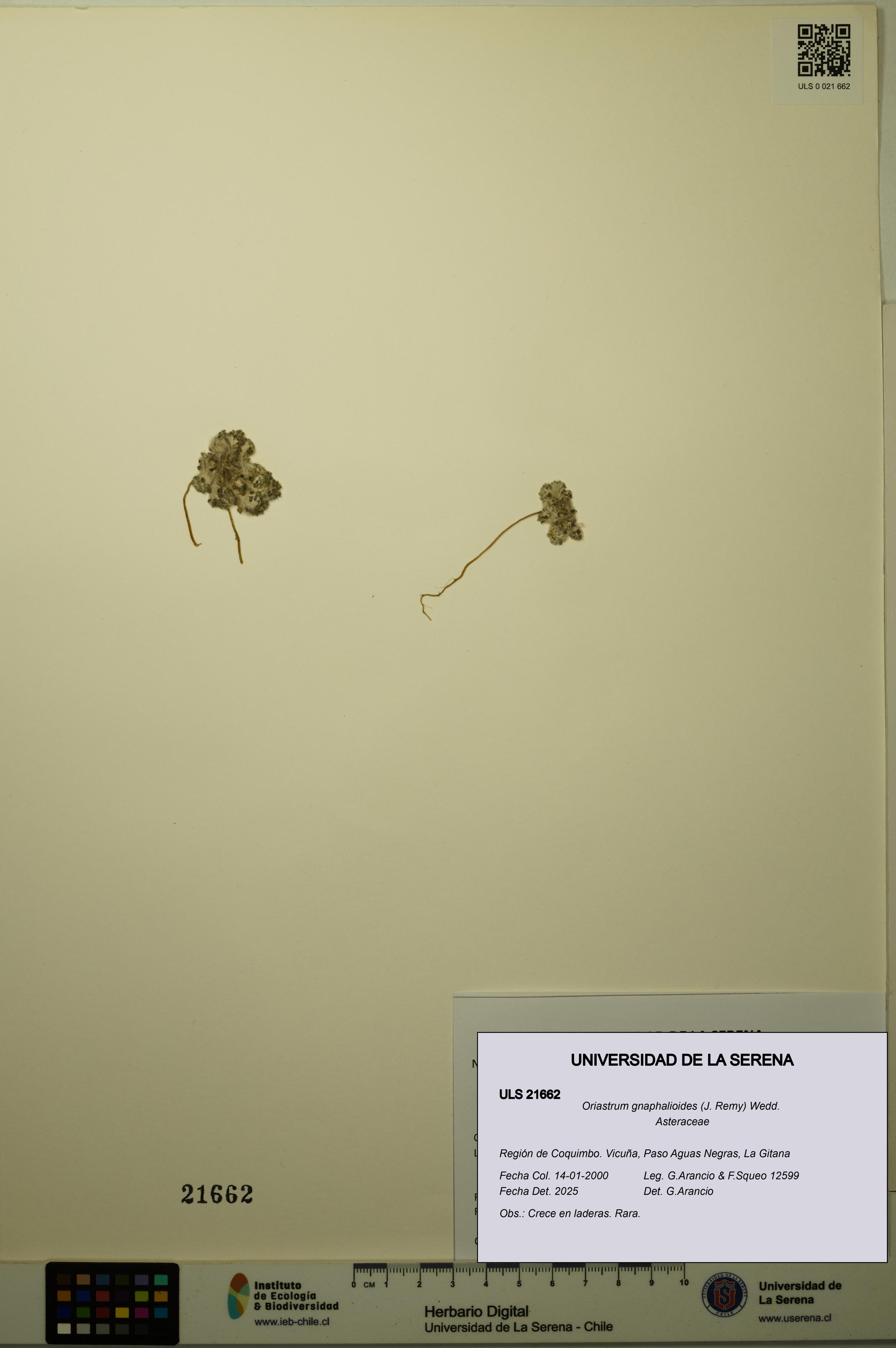 Oriastrum gnaphalioides [Espécimen: ULS:ULS:0021662]