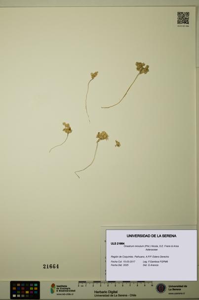 Oriastrum minutum [Espécimen: ULS:ULS:0021664]