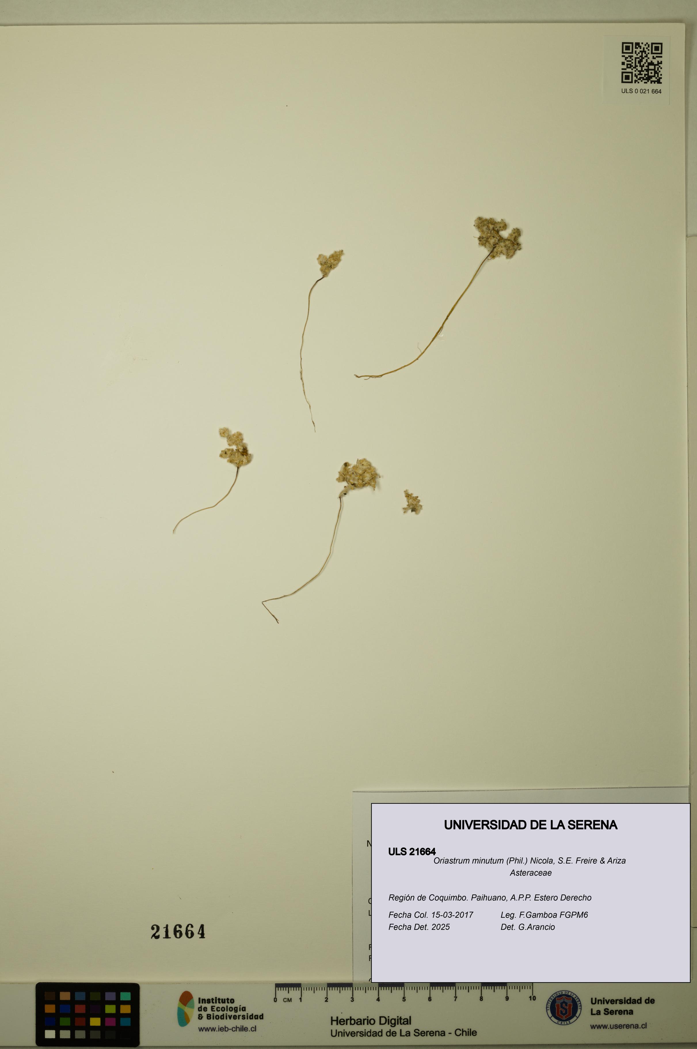 Oriastrum minutum [Espécimen: ULS:ULS:0021664]
