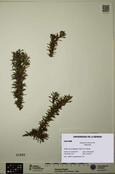 Oxyphyllum ulicinum [Espécimen: ]