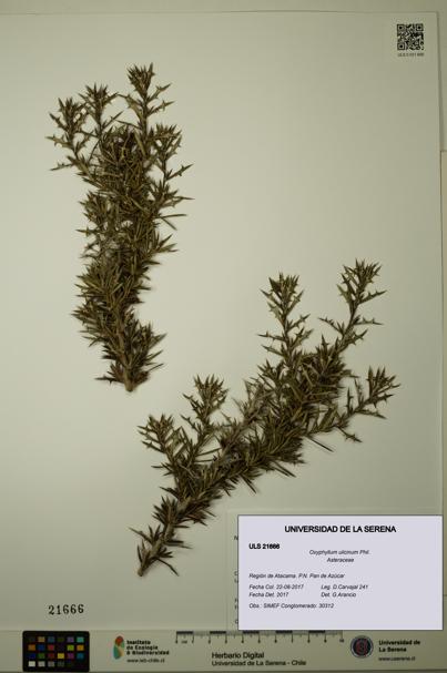 Oxyphyllum ulicinum [Espécimen: ]