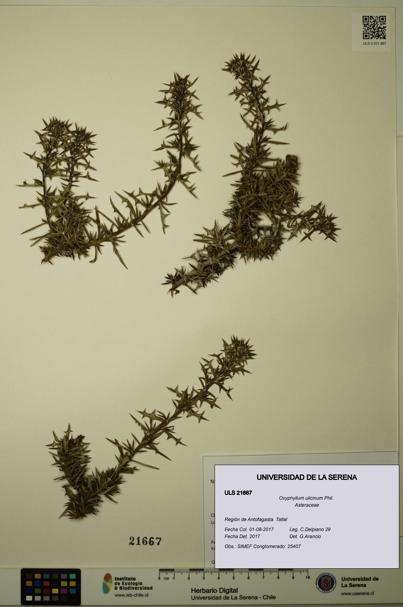 Oxyphyllum ulicinum [Espécimen: ]