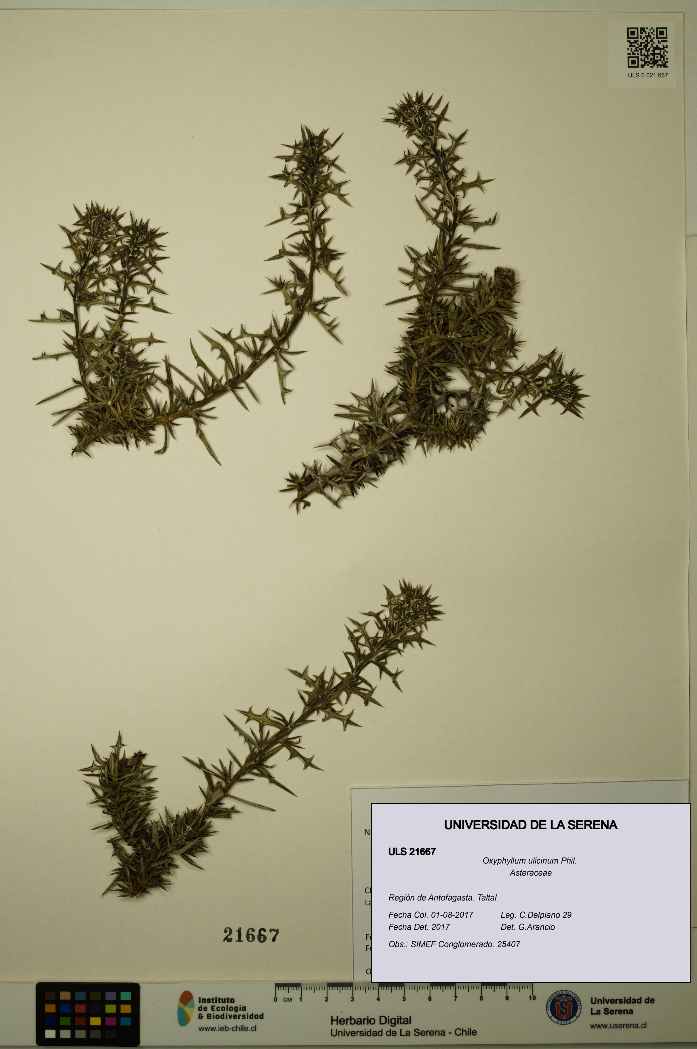 Oxyphyllum ulicinum [Espécimen: ]