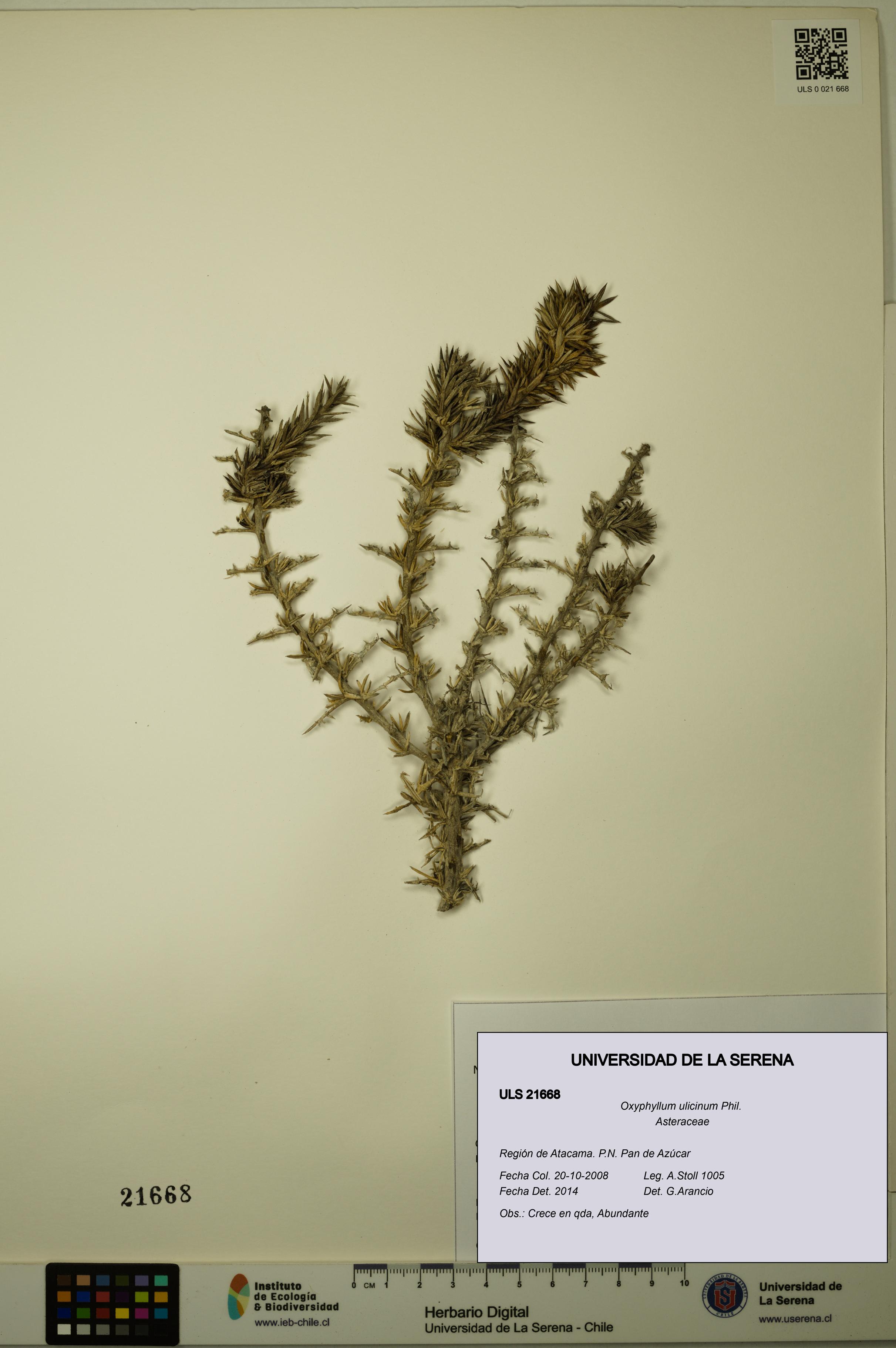 Oxyphyllum ulicinum [Espécimen: ]