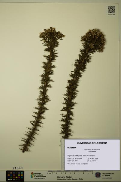 Oxyphyllum ulicinum [Espécimen: ]