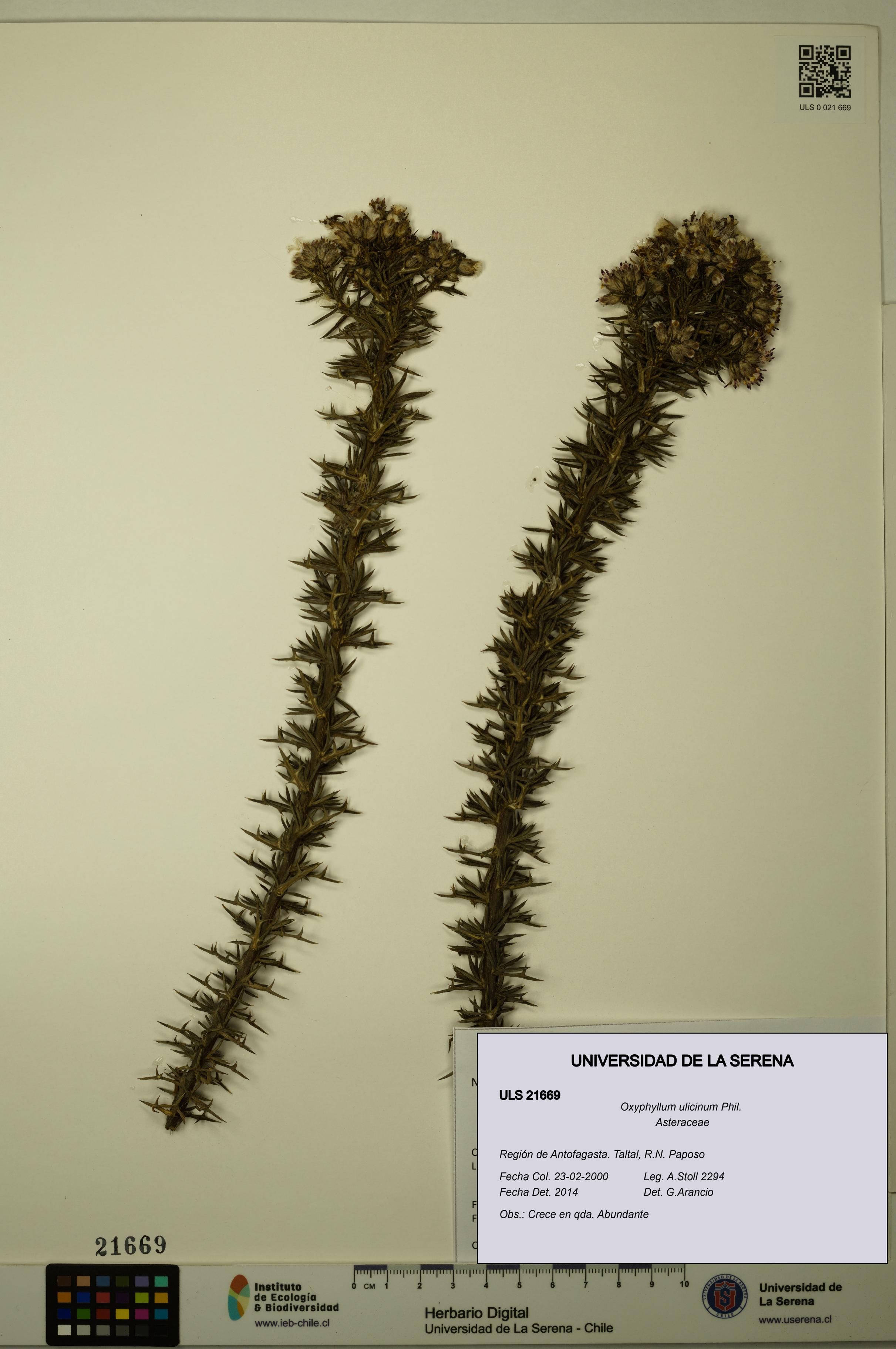 Oxyphyllum ulicinum [Espécimen: ]