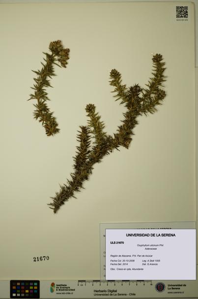 Oxyphyllum ulicinum [Espécimen: ]