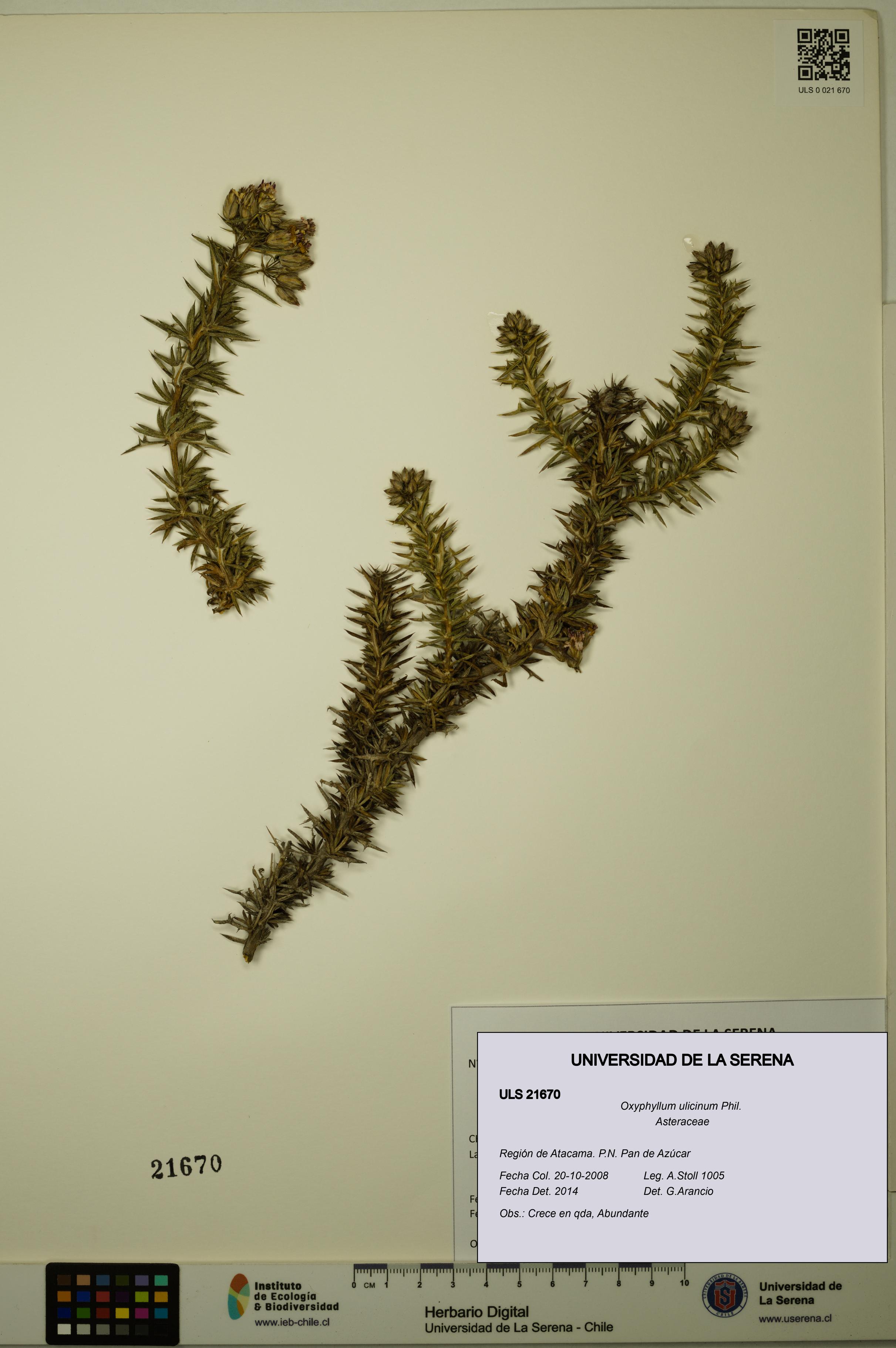 Oxyphyllum ulicinum [Espécimen: ]