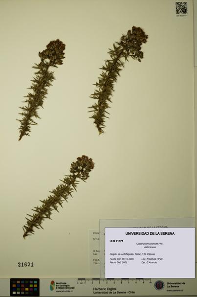 Oxyphyllum ulicinum [Espécimen: ]
